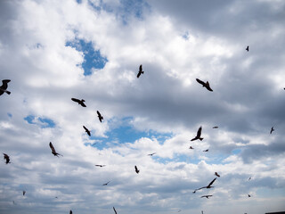birds in the sky