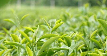 Green tea tree leaves field young tender bud herbal Green tea tree in camellia sinensis organic farm. Close up Fresh Tree tea plantations mountain green nature in herbal farm plant background morning