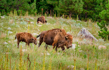 Buffalo grazing in the Black Hills of South Dakota