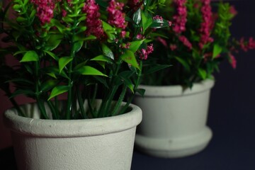 flower pots with green flowers on dark background