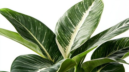 Variegated plant leaves close-up on white background, studio shot