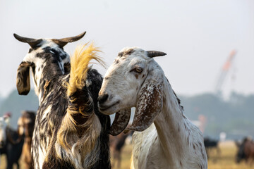 goat in the greenfield