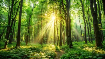 Obraz premium Dense Forest with Sunlight Filtered Through Leaves, outdoors, , outdoors,serene atmosphere