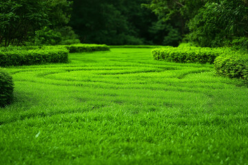 Obraz premium Lush green maze made of manicured grass and hedges in serene garden