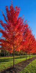 Naklejka premium Vibrant Red Maple Trees Autumn Landscape Row