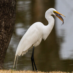White egret standing with fish in beak ready to swallow
