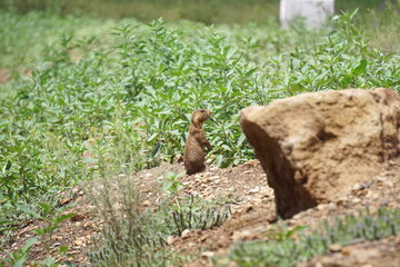 Prairie dog in Flagstaff Arizona