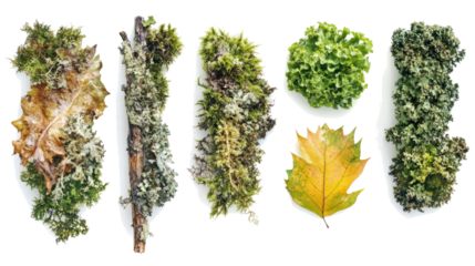 Collection of Wet Decaying Branches and Moss Leaves Generative AI