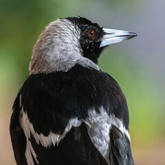 Australian Magpie