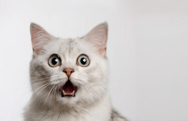 驚いた猫 Generative AI