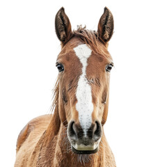 Close-Up Portrait of a Beautiful Brown Horse with White Markings