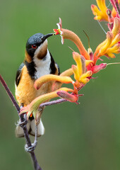 Eastern Spinebill