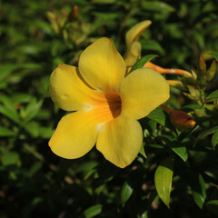 Yellow allamanda seen  in Thailand.