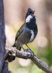 Eastern Whipbird