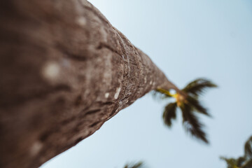 Point of view looking up at a tropical palm tree with green branches, coconuts, and a clear blue sky in Punta Cana, Dominican Republic
