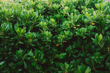 Beautiful background of green flowering tropical plants called Sea lettuce tree by the ocean in...