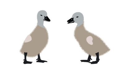 Little swan animal vector