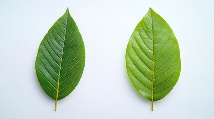 Obraz premium Fresh Mango Leaves Displayed on Solid White Background Generative AI