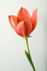 Fototapeta premium Isolated Butea monosperma on white background with soft focus, blur, flower, floral