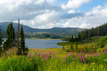Mountain landscape. Beautiful shores of a mountain lake with blooming wild plants. Lake Oyskoye, Ergaki Nature Park