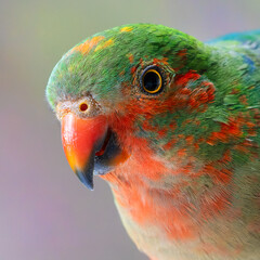 King Parrot