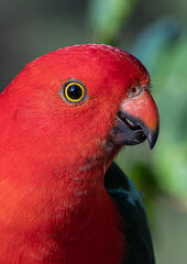 King Parrot