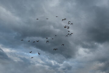 Russia. The Republic of Karelia. A flock of waterfowl flies to warm countries for winter quarters against the background of an autumn cloudy sky.