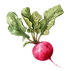 A Stunning Radish with Lush Green Leaves Capturing Natures Beauty in Vibrant Watercolor Style