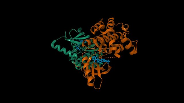 B-Raf Kinase V600E oncogenic mutant dimer in complex with Dabrafenib. Animated 3D cartoon and molecular surface models, PDB 4xv2, chain id color scheme, black background