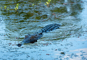 Naklejka premium Salt water crocodile in the South Alligator river in the Northern Territory, Australia.