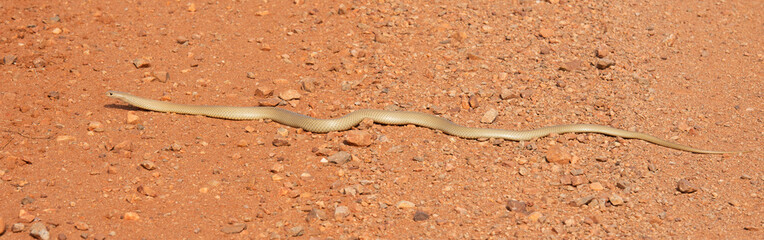 The deadly Eastern brown snake,this species is widespread throughout eastern Australia.