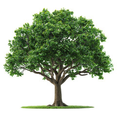 A Majestic Tree Standing Tall Amidst a Lush Green Canopy Brought to Life with Vibrant Leaves and Detail