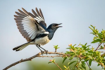 Oriental magpie robin perched on a branch with its wings spread wide, trees, bird, wildlife