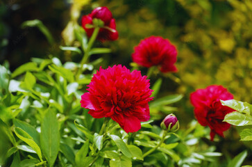 Interesting photo of beautiful flowers in bloom


