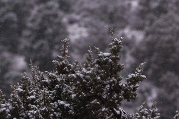 snow covered branches ij the mountains