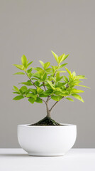 small bonsai tree with vibrant green leaves in white ceramic pot