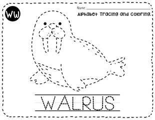 Walrus alphabet W letter tracing, Animal trace and coloring pages for kid, Coloring pages outline, English vocabulary, Kindergarten and preschool activity, Alphabet tracing worksheet.