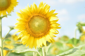 Obraz premium Beautiful yellow sunflowers blooming in the garden