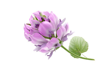 Bakuchiol flower on white background, natural skincare ingredient.