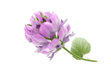 Bakuchiol flower on white background, natural skincare ingredient.