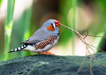 Zebra Finch