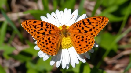 Obraz premium Bright Orange Butterfly Resting on a White Daisy Flower in Nature