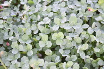 Beautiful green leaves background image