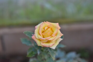 Beautiful roses blooming in the garden