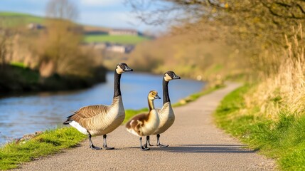 Family of Geese Walking Along a Scenic Path by the Water