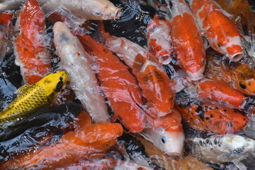 Beautiful patterned koi fish swim in the pond.