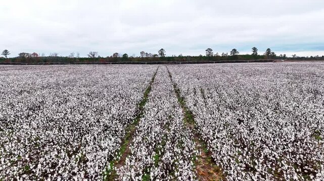 Slow drone fly-over of a cotton field in Columbia, South Carolina.