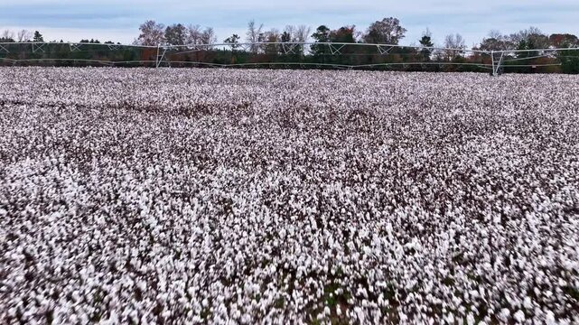 Close-up drone fly-over of a large cotton field in Columbia, South Carolina.