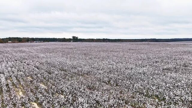 Slow drone fly-over of a cotton farm in Columbia, South Carolina.