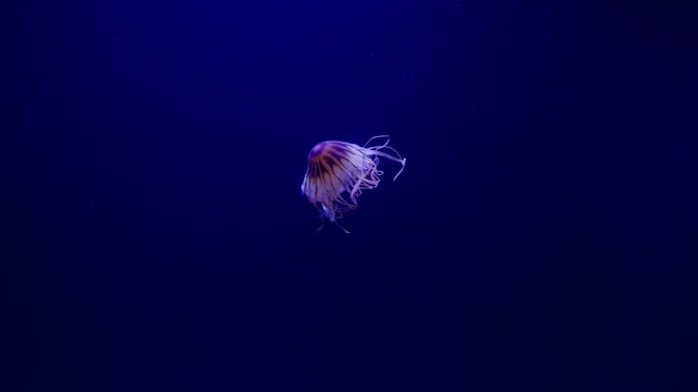 A mesmerizing jellyfish gracefully floats in the deep blue ocean, its delicate tentacles illuminated in soft, ethereal light.
